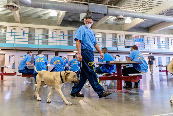 I Photographed Shelter Dogs In Training In A Maximum Security Prison