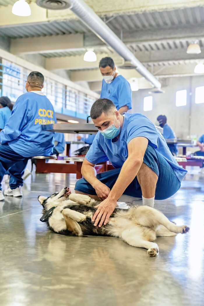 I Photographed Shelter Dogs In Training In A Maximum Security Prison