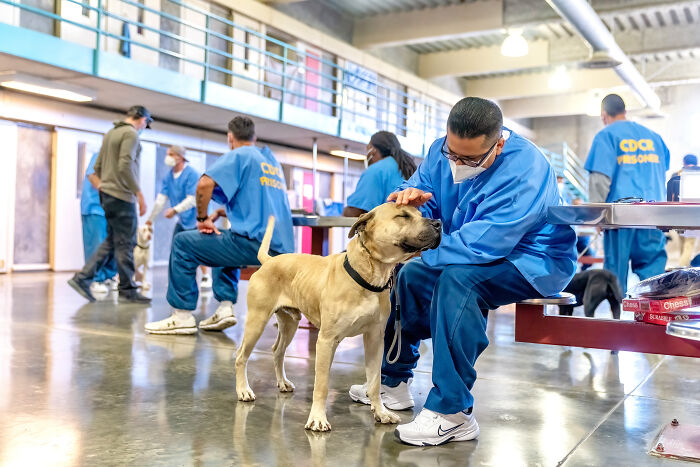 I Photographed Shelter Dogs In Training In A Maximum Security Prison
