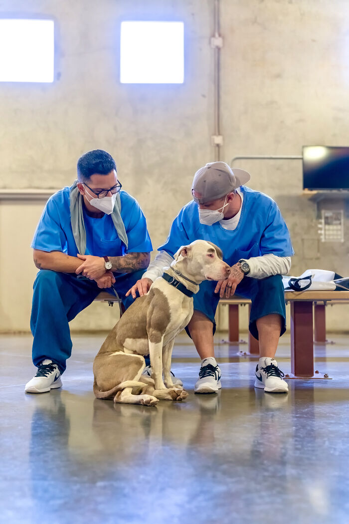 I Photographed Shelter Dogs In Training In A Maximum Security Prison
