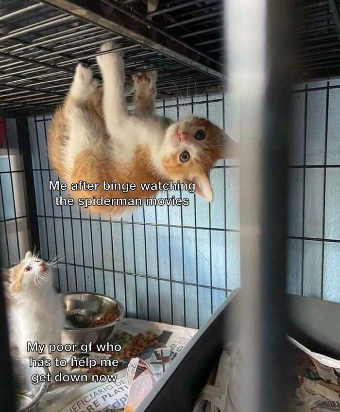 76 Spiderman Memes Even Non-Fans Might Like 76 Spiderman Memes Even Non-Fans Might Like