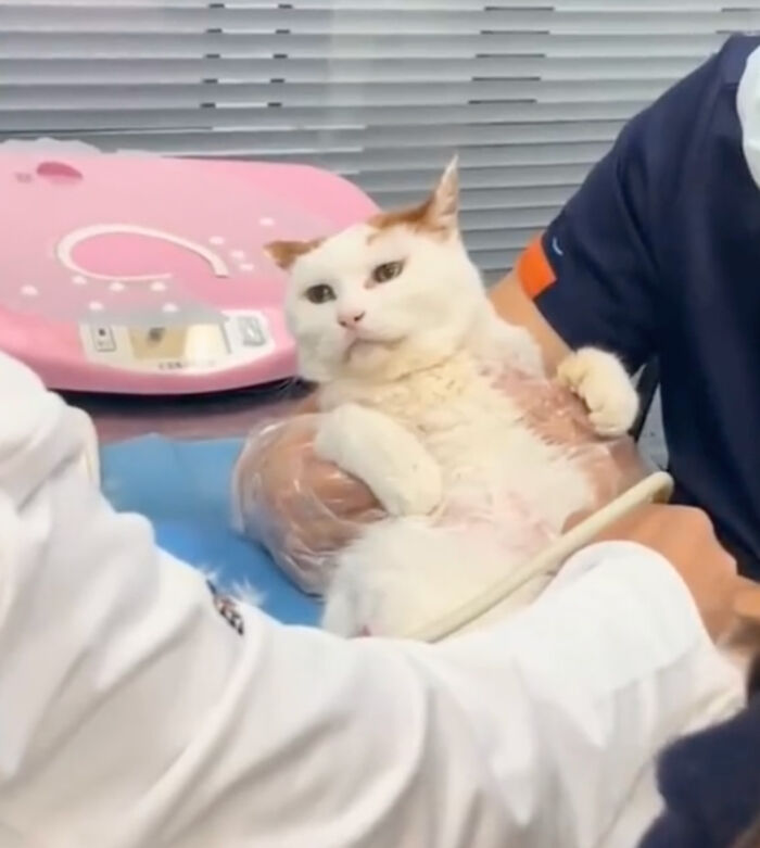 Cat Lovers Rejoice As New Medicine Will Extend Cat Lifespan To 30 Years Cat Lovers Rejoice As New Medicine Will Extend Cat Lifespan To 30 Years