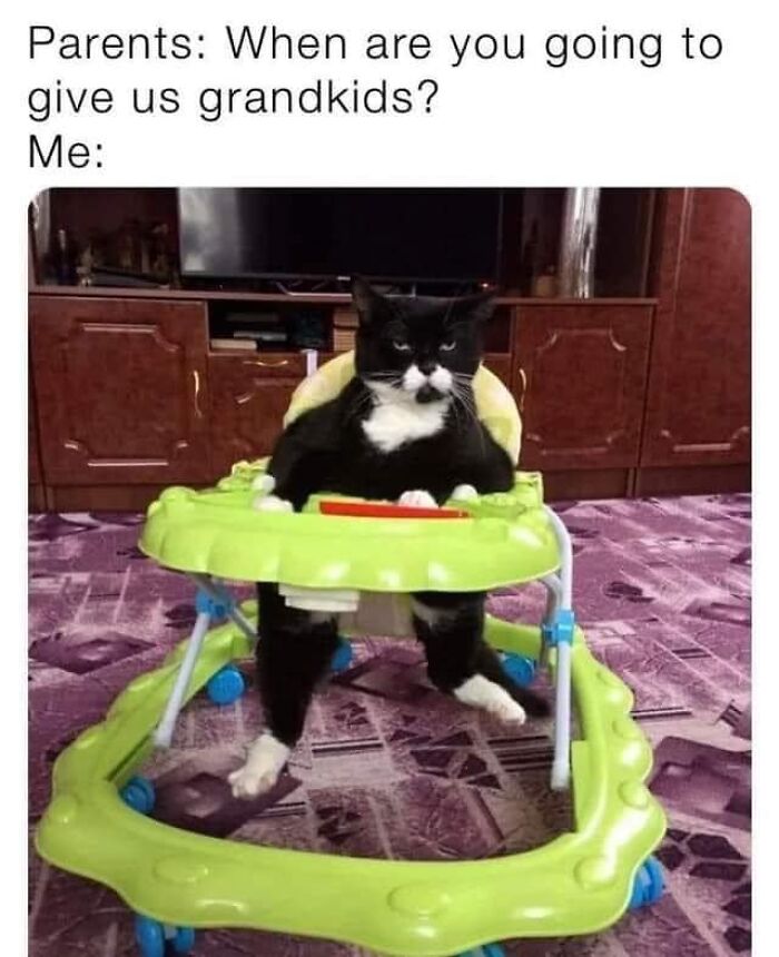 50 Cat Memes That May Make You Wish You Could Tag Your Kitty 50 Cat Memes That May Make You Wish You Could Tag Your Kitty