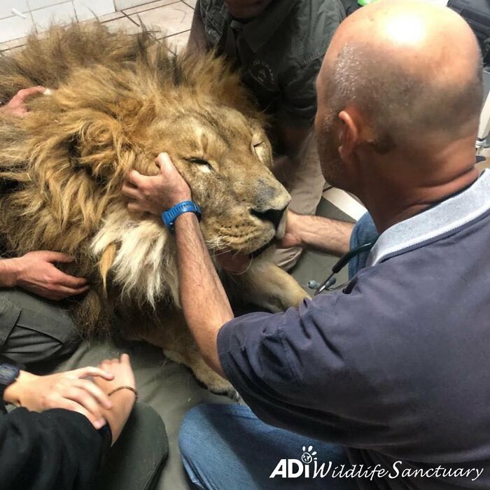 A Story Of A Lion Rescued From 6 Years Of Solitary Confinement In An Abandoned Zoo A Story Of A Lion Rescued From 6 Years Of Solitary Confinement In An Abandoned Zoo