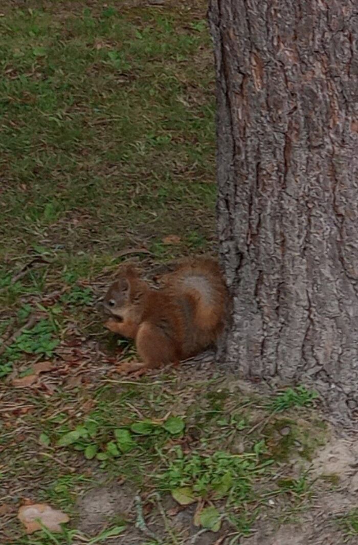 Hey Pandas, Share Pictures Of Animals You&#8217;ve Caught In The Wild