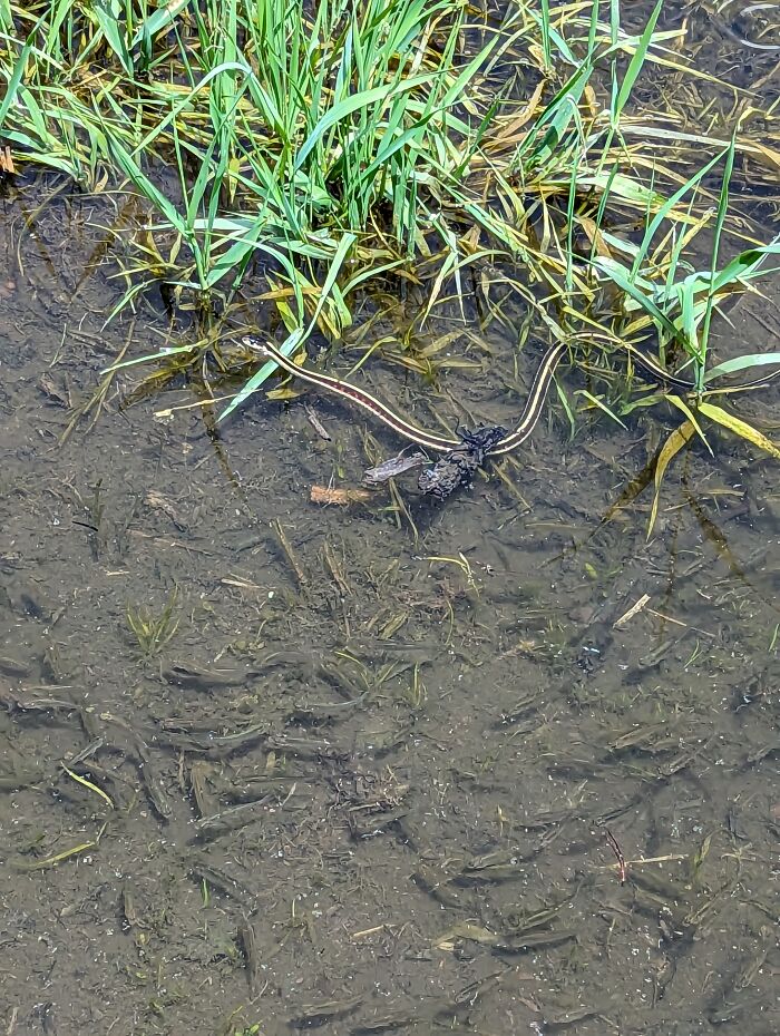 Hey Pandas, Share Pictures Of Animals You&#8217;ve Caught In The Wild