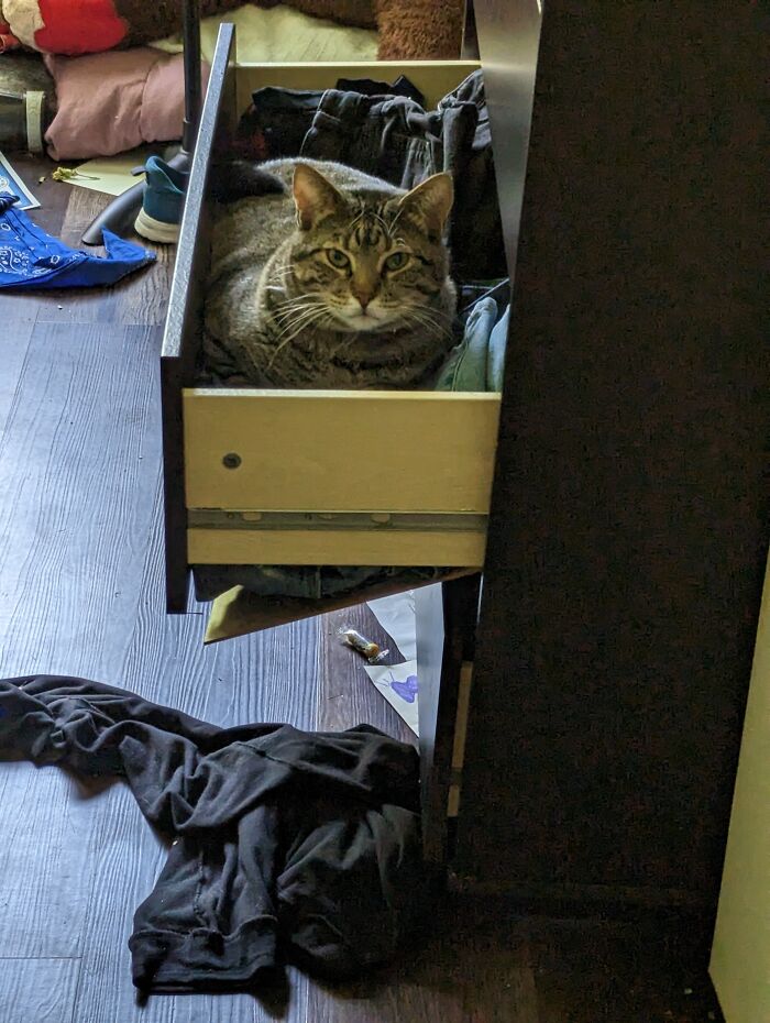 Hey Pandas, Share Your Pets In The Weirdest Places Hey Pandas, Share Your Pets In The Weirdest Places