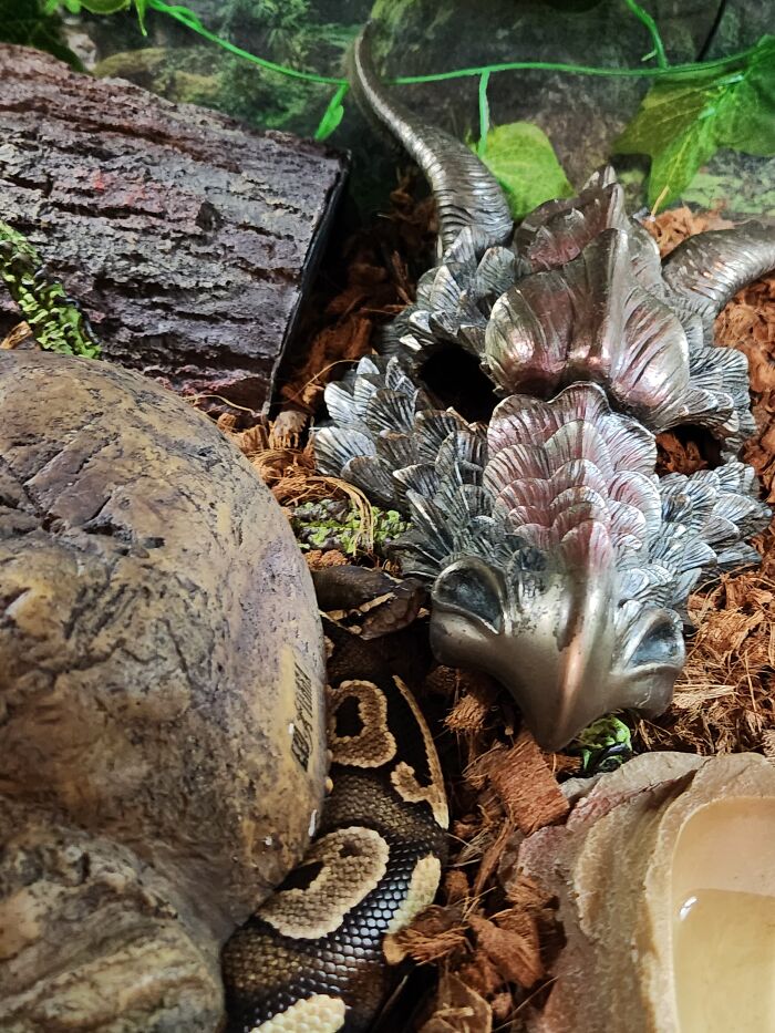 Hey Pandas, Share Your Pets In The Weirdest Places Hey Pandas, Share Your Pets In The Weirdest Places