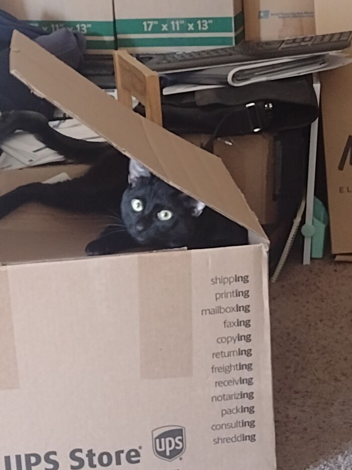 Hey Pandas, Share Your Pets In The Weirdest Places Hey Pandas, Share Your Pets In The Weirdest Places