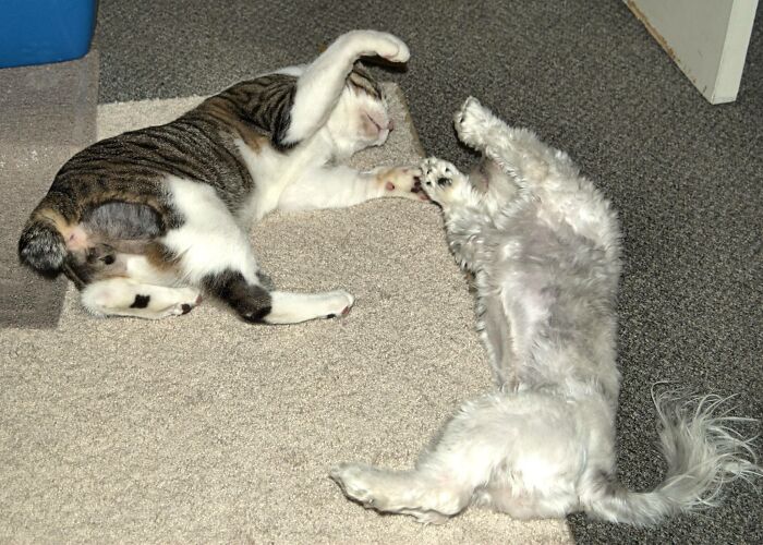 Hey Pandas, Share Your Pets In The Weirdest Places Hey Pandas, Share Your Pets In The Weirdest Places