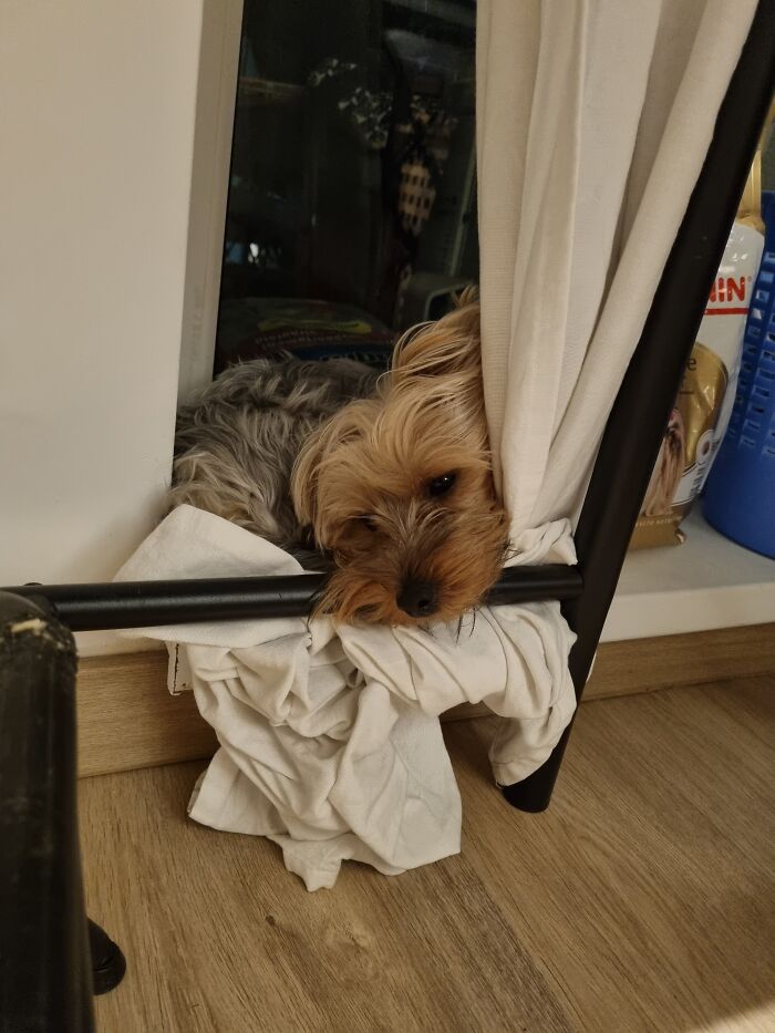 Hey Pandas, Share Your Pets In The Weirdest Places Hey Pandas, Share Your Pets In The Weirdest Places