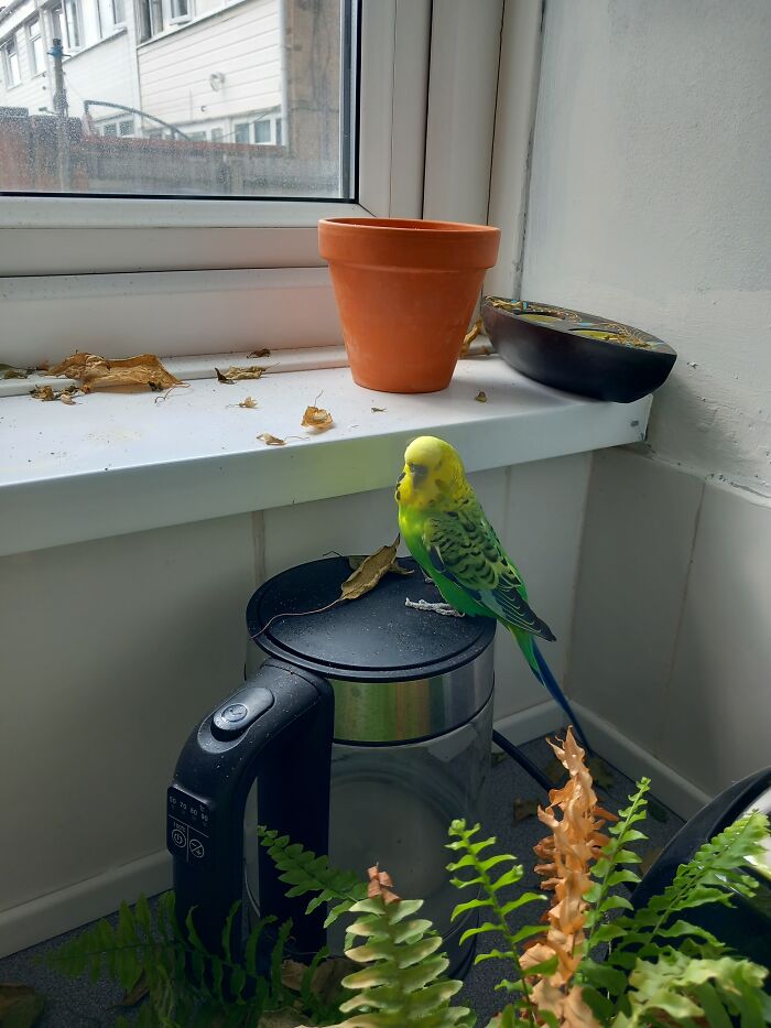 Hey Pandas, Share Your Pets In The Weirdest Places Hey Pandas, Share Your Pets In The Weirdest Places