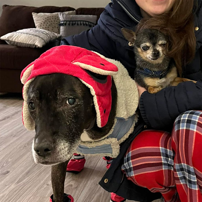 Person Makes Sure Neighbors Never Get To Enjoy Their Yard After They Ruin Dog’s Last Day Outside Person Makes Sure Neighbors Never Get To Enjoy Their Yard After They Ruin Dog’s Last Day Outside