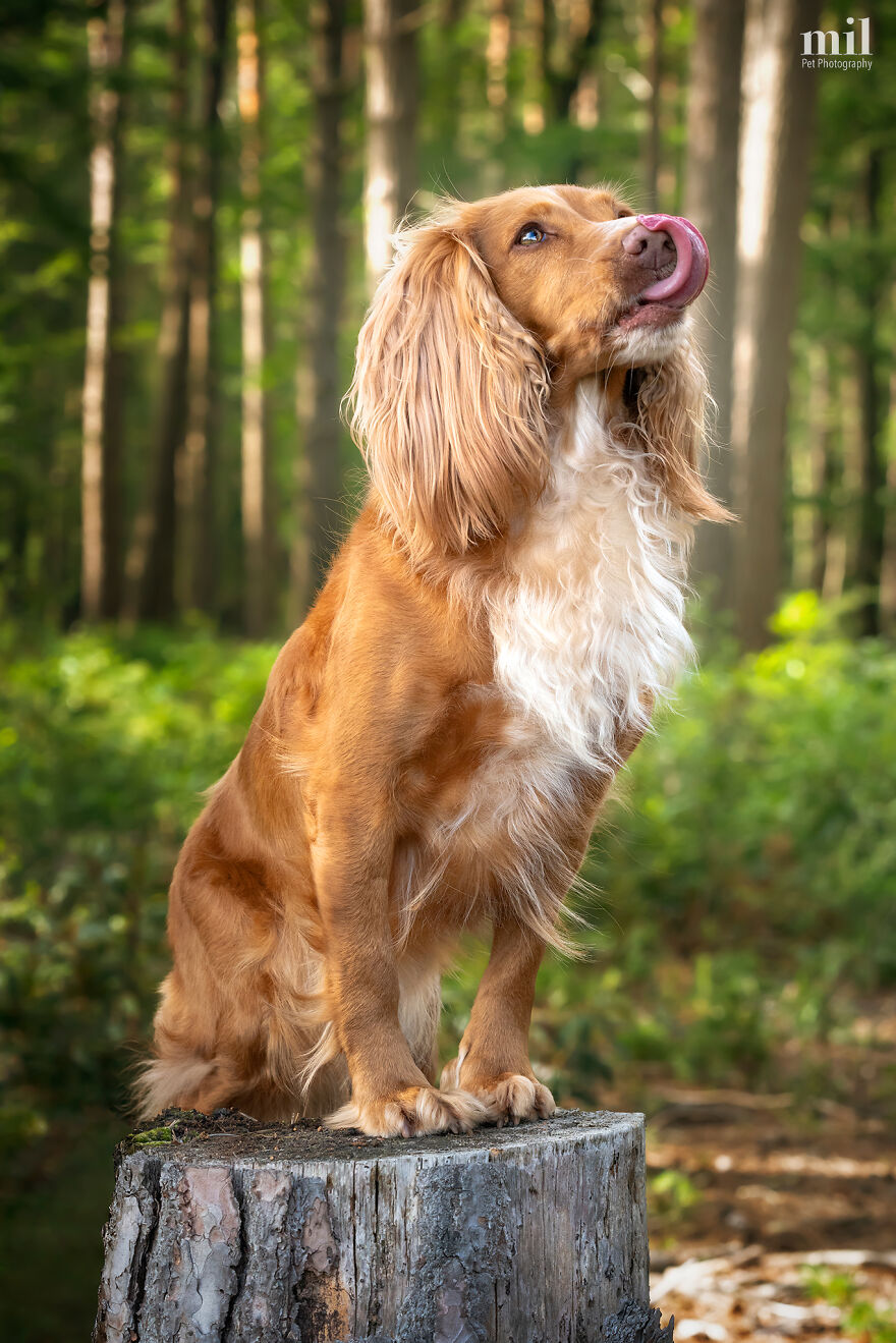 “Happy Tongue Out Dog Series”: I Took 12 Photos Of Dogs, And Here&#8217;s The Result