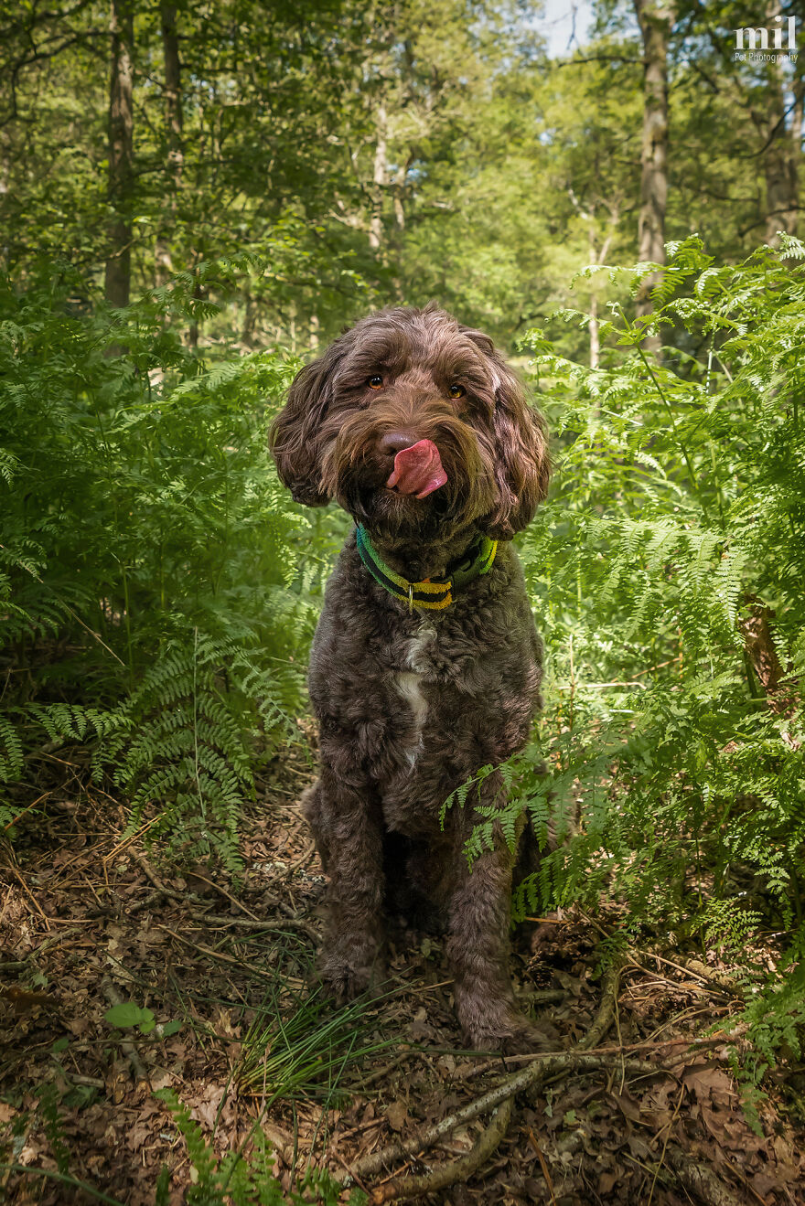 “Happy Tongue Out Dog Series”: I Took 12 Photos Of Dogs, And Here&#8217;s The Result
