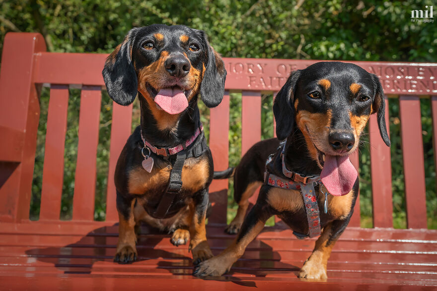 “Happy Tongue Out Dog Series”: I Took 12 Photos Of Dogs, And Here&#8217;s The Result