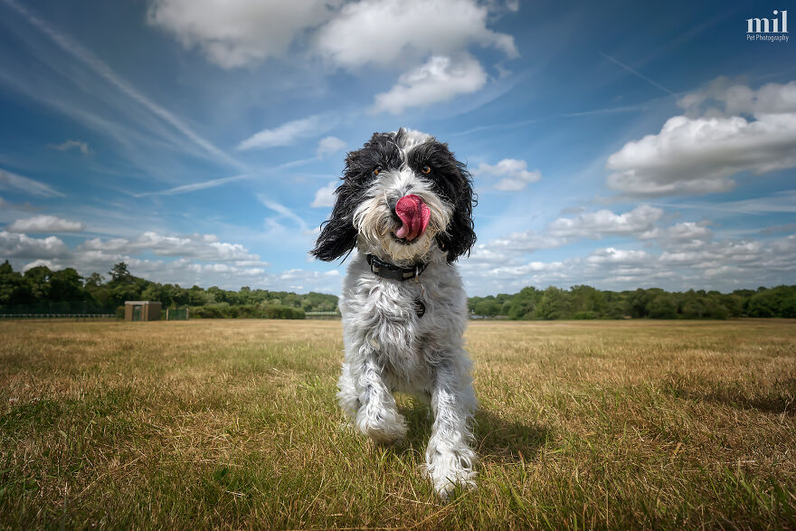 “Happy Tongue Out Dog Series”: I Took 12 Photos Of Dogs, And Here&#8217;s The Result