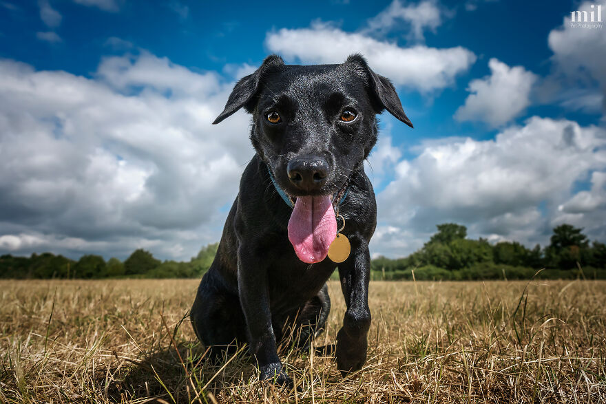 “Happy Tongue Out Dog Series”: I Took 12 Photos Of Dogs, And Here&#8217;s The Result