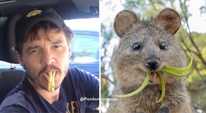 ‘X’ User Makes A Thread That Shows Pedro Pascal With Matching Quokkas And Mushrooms, And It’s Hilariously Accurate (22 Pics) ‘X’ User Makes A Thread That Shows Pedro Pascal With Matching Quokkas And Mushrooms, And It’s Hilariously Accurate (22 Pics)