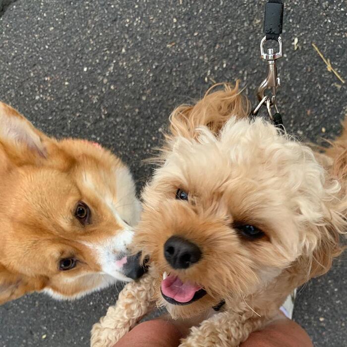 Meet Wallace, The Corgi With A Heart-Shaped Nose Who Loves To Hug All The Dogs He Meets Meet Wallace, The Corgi With A Heart-Shaped Nose Who Loves To Hug All The Dogs He Meets
