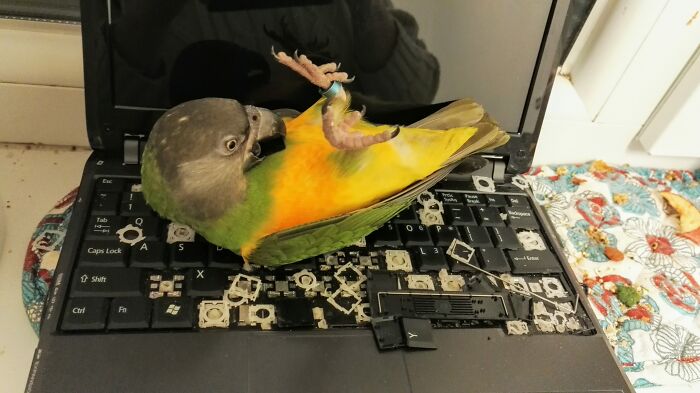 Hey Pandas, Post The Funniest And Most Unhinged Photos Of Your Pet Hey Pandas, Post The Funniest And Most Unhinged Photos Of Your Pet