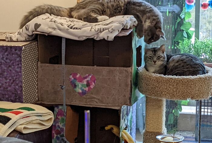 Hey Pandas, Post The Funniest And Most Unhinged Photos Of Your Pet Hey Pandas, Post The Funniest And Most Unhinged Photos Of Your Pet