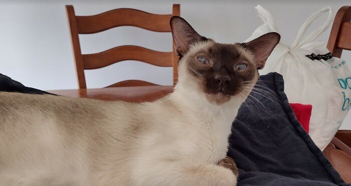 Hey Pandas, Post The Funniest And Most Unhinged Photos Of Your Pet Hey Pandas, Post The Funniest And Most Unhinged Photos Of Your Pet