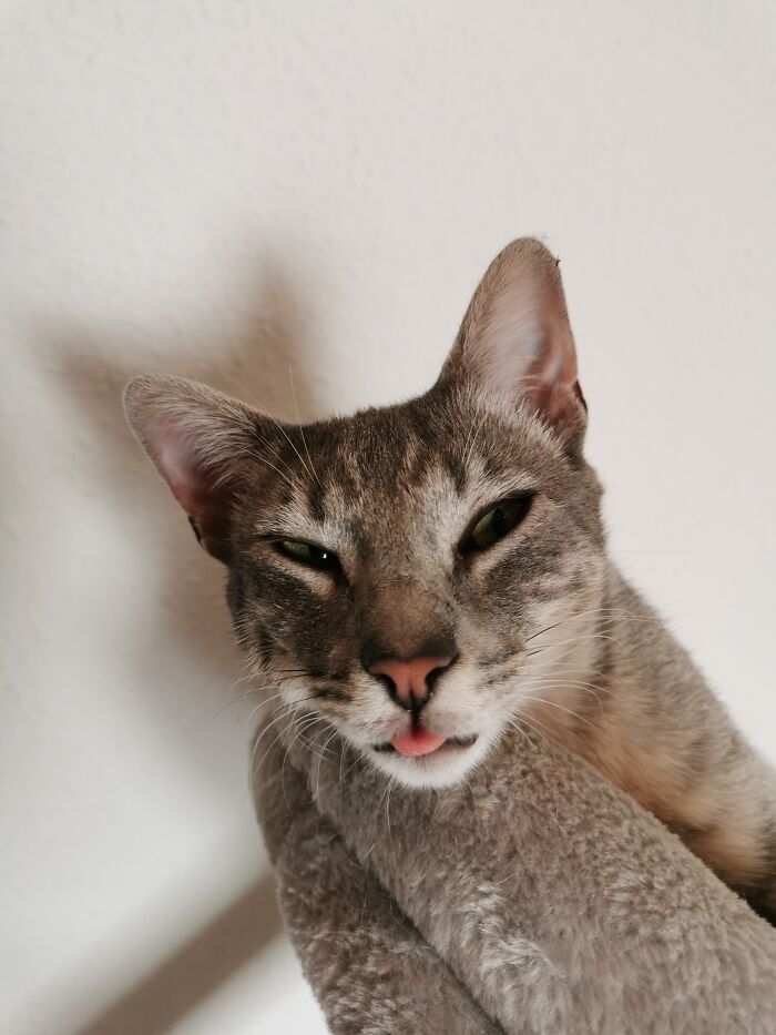 Hey Pandas, Post The Funniest And Most Unhinged Photos Of Your Pet Hey Pandas, Post The Funniest And Most Unhinged Photos Of Your Pet