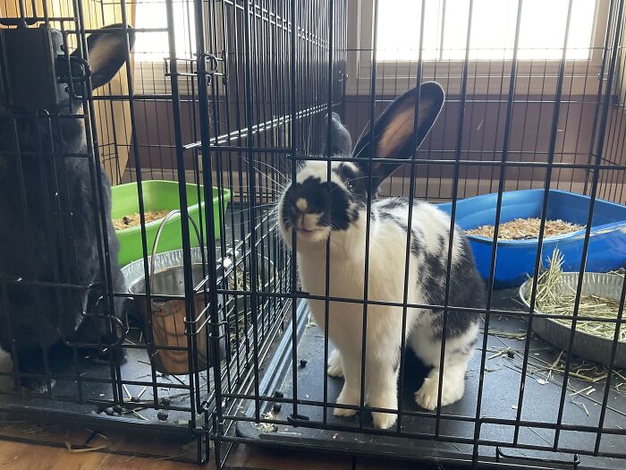 Hey Pandas, Post The Funniest And Most Unhinged Photos Of Your Pet Hey Pandas, Post The Funniest And Most Unhinged Photos Of Your Pet