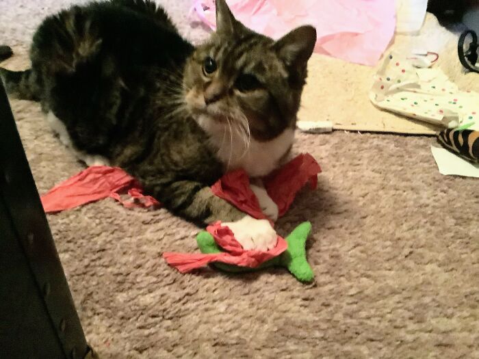 Hey Pandas, Post The Funniest And Most Unhinged Photos Of Your Pet Hey Pandas, Post The Funniest And Most Unhinged Photos Of Your Pet