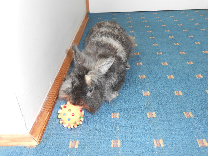 Hey Pandas, Post The Funniest And Most Unhinged Photos Of Your Pet Hey Pandas, Post The Funniest And Most Unhinged Photos Of Your Pet