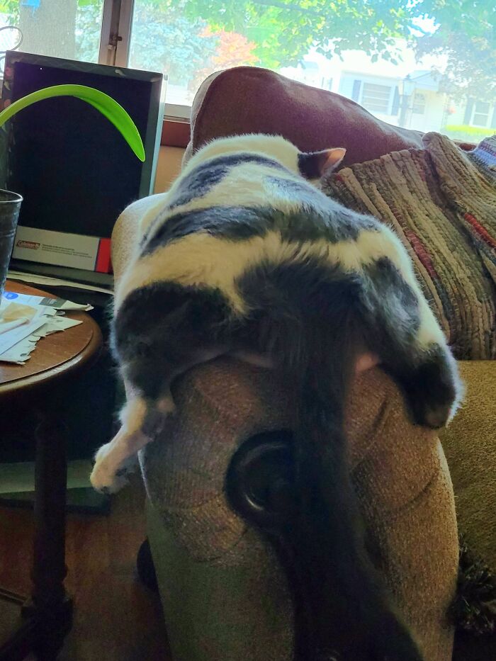 Hey Pandas, Post The Funniest And Most Unhinged Photos Of Your Pet Hey Pandas, Post The Funniest And Most Unhinged Photos Of Your Pet