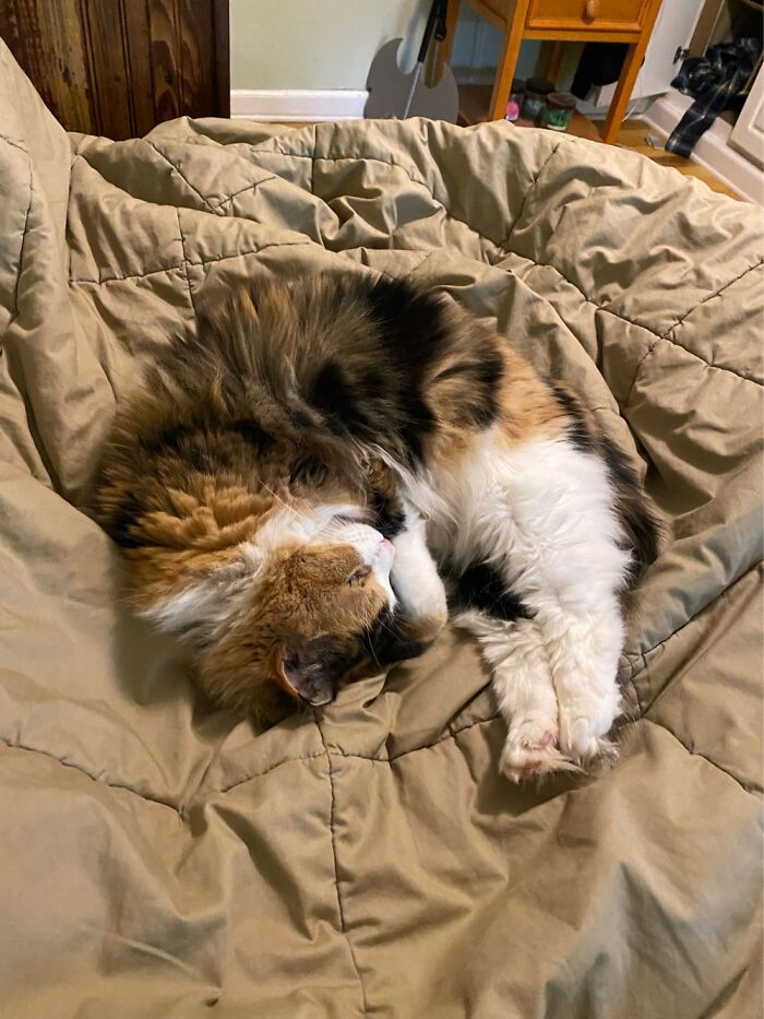 Hey Pandas, Post The Funniest And Most Unhinged Photos Of Your Pet Hey Pandas, Post The Funniest And Most Unhinged Photos Of Your Pet