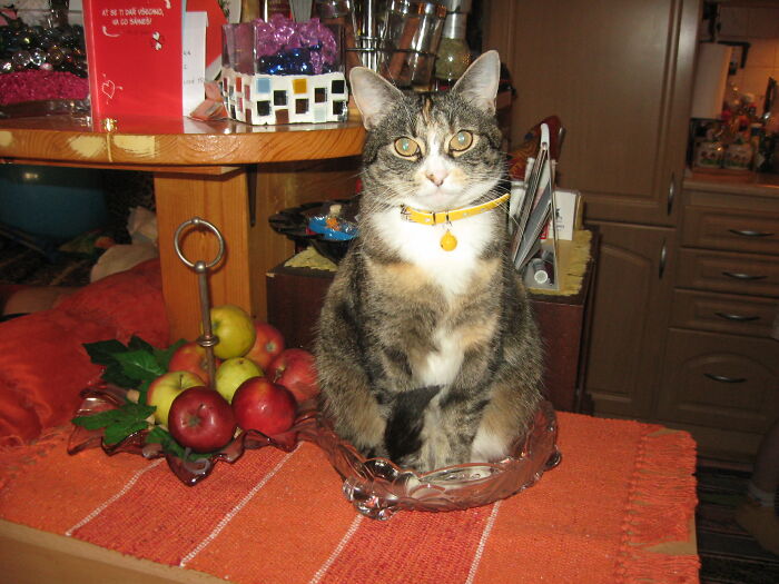 Hey Pandas, Post The Funniest And Most Unhinged Photos Of Your Pet Hey Pandas, Post The Funniest And Most Unhinged Photos Of Your Pet