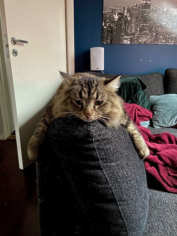 Hey Pandas, Post The Funniest And Most Unhinged Photos Of Your Pet Hey Pandas, Post The Funniest And Most Unhinged Photos Of Your Pet