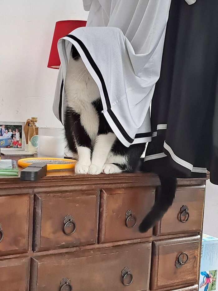 Hey Pandas, Post The Funniest And Most Unhinged Photos Of Your Pet Hey Pandas, Post The Funniest And Most Unhinged Photos Of Your Pet