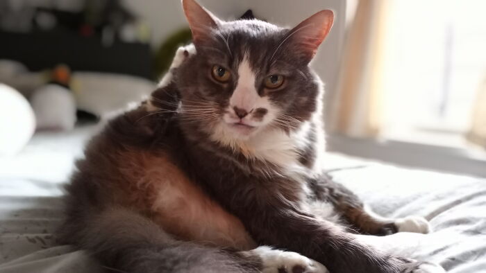 Hey Pandas, Post The Funniest And Most Unhinged Photos Of Your Pet Hey Pandas, Post The Funniest And Most Unhinged Photos Of Your Pet