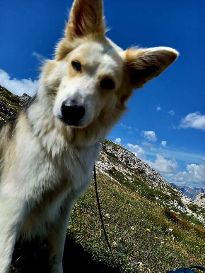 Hey Pandas, Post The Funniest And Most Unhinged Photos Of Your Pet Hey Pandas, Post The Funniest And Most Unhinged Photos Of Your Pet