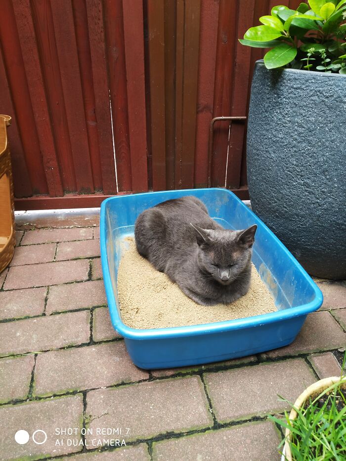 Hey Pandas, Post The Funniest And Most Unhinged Photos Of Your Pet Hey Pandas, Post The Funniest And Most Unhinged Photos Of Your Pet