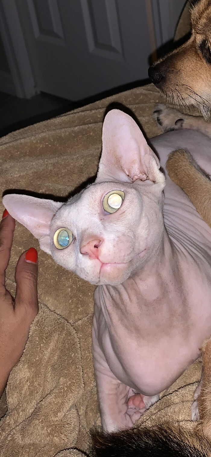 Hey Pandas, Post The Funniest And Most Unhinged Photos Of Your Pet Hey Pandas, Post The Funniest And Most Unhinged Photos Of Your Pet