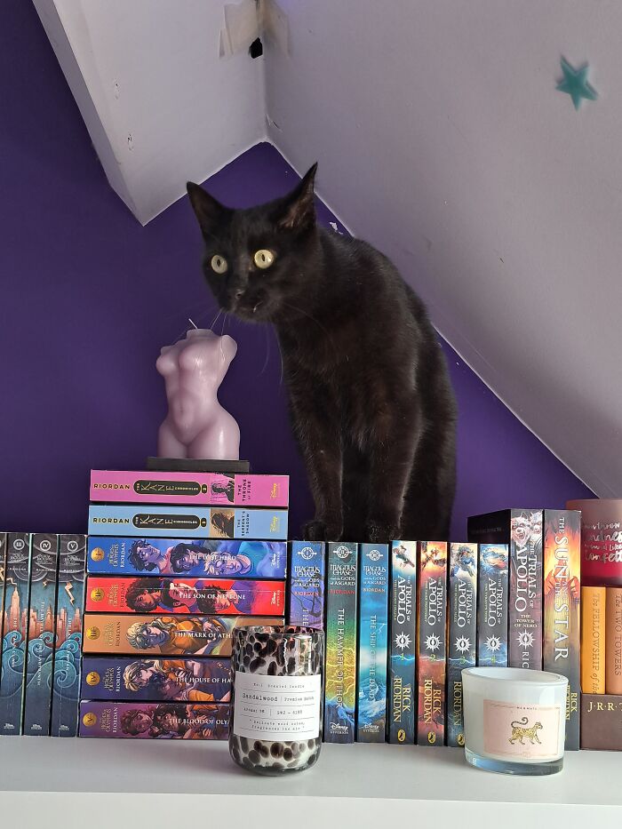 Hey Pandas, Post The Funniest And Most Unhinged Photos Of Your Pet Hey Pandas, Post The Funniest And Most Unhinged Photos Of Your Pet