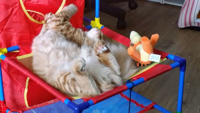 Hey Pandas, Post The Funniest And Most Unhinged Photos Of Your Pet Hey Pandas, Post The Funniest And Most Unhinged Photos Of Your Pet