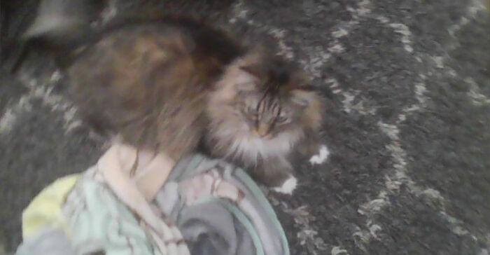 Hey Pandas, Post The Funniest And Most Unhinged Photos Of Your Pet Hey Pandas, Post The Funniest And Most Unhinged Photos Of Your Pet