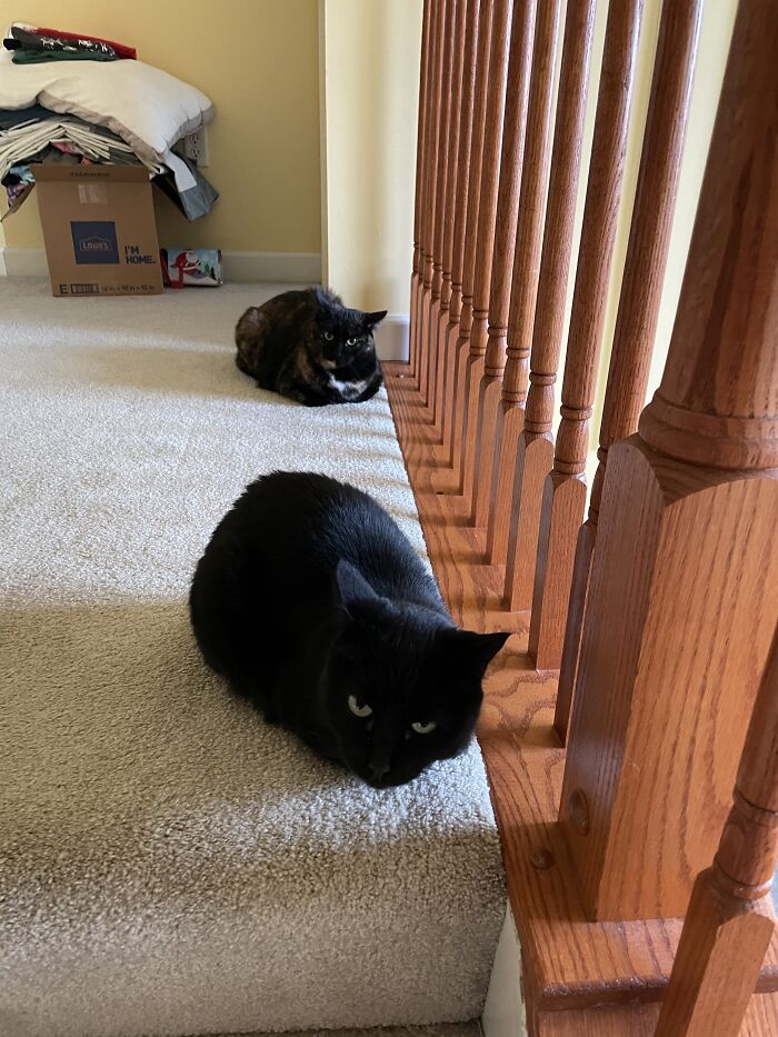 Hey Pandas, Post The Funniest And Most Unhinged Photos Of Your Pet Hey Pandas, Post The Funniest And Most Unhinged Photos Of Your Pet