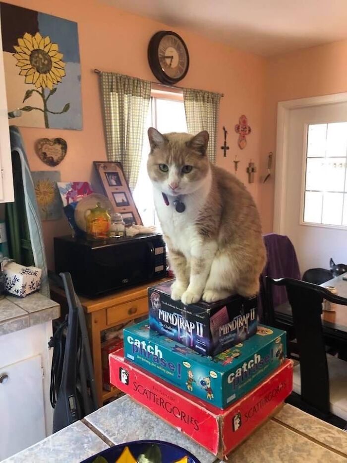 Hey Pandas, Post The Funniest And Most Unhinged Photos Of Your Pet Hey Pandas, Post The Funniest And Most Unhinged Photos Of Your Pet