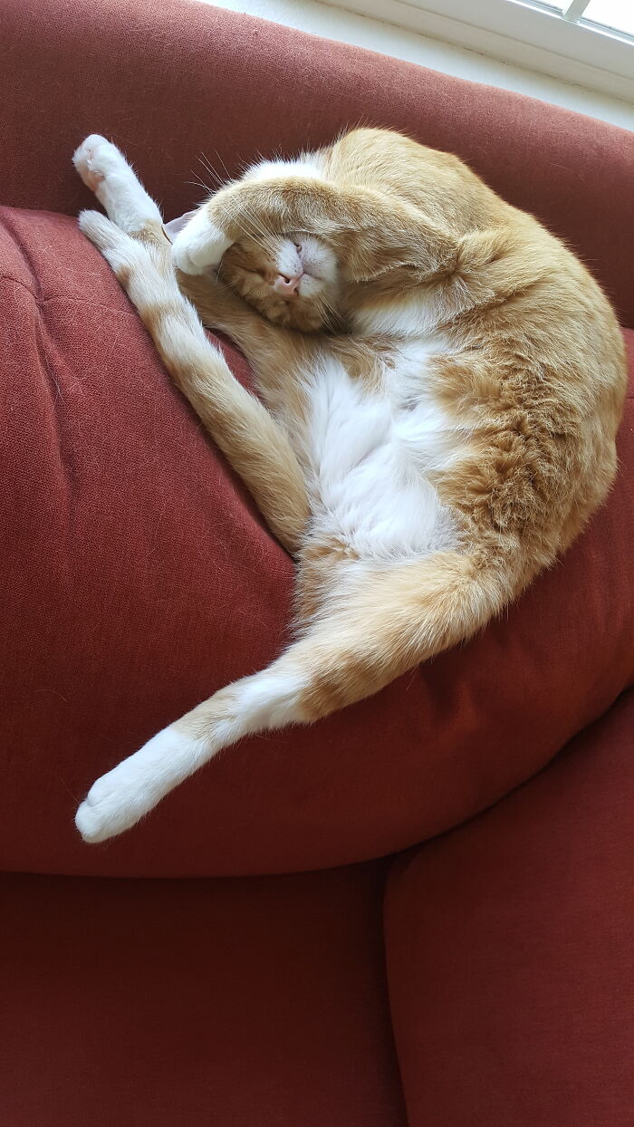 Hey Pandas, Post The Funniest And Most Unhinged Photos Of Your Pet Hey Pandas, Post The Funniest And Most Unhinged Photos Of Your Pet