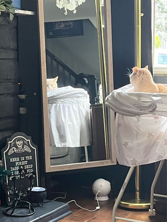 Hey Pandas, Post The Funniest And Most Unhinged Photos Of Your Pet Hey Pandas, Post The Funniest And Most Unhinged Photos Of Your Pet