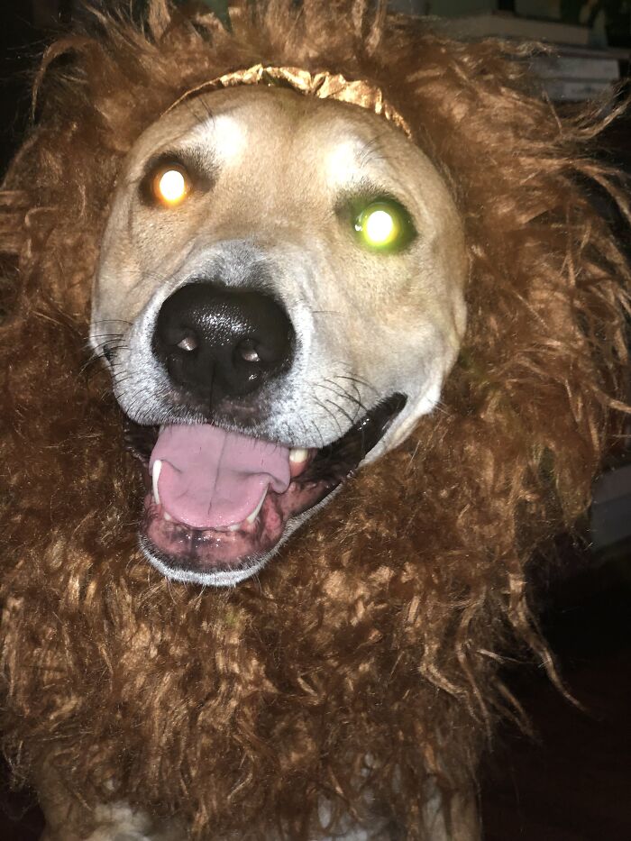 Hey Pandas, Post The Funniest And Most Unhinged Photos Of Your Pet Hey Pandas, Post The Funniest And Most Unhinged Photos Of Your Pet