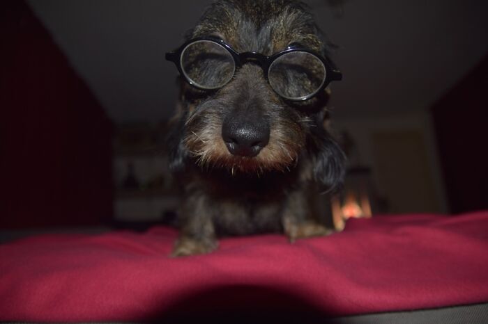 Hey Pandas, Post The Funniest And Most Unhinged Photos Of Your Pet Hey Pandas, Post The Funniest And Most Unhinged Photos Of Your Pet