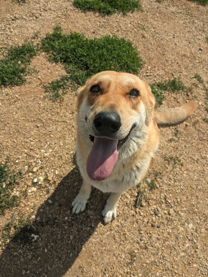 Hey Pandas, Post The Funniest And Most Unhinged Photos Of Your Pet Hey Pandas, Post The Funniest And Most Unhinged Photos Of Your Pet